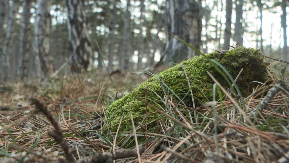 Пожароопасный сезон стартует 1 апреля в Севастополе