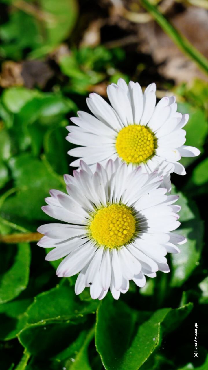 Первоцветов на ваш телефон с Капуркайской тропы Первоцветов на ваш телефон с Капуркайской тропы