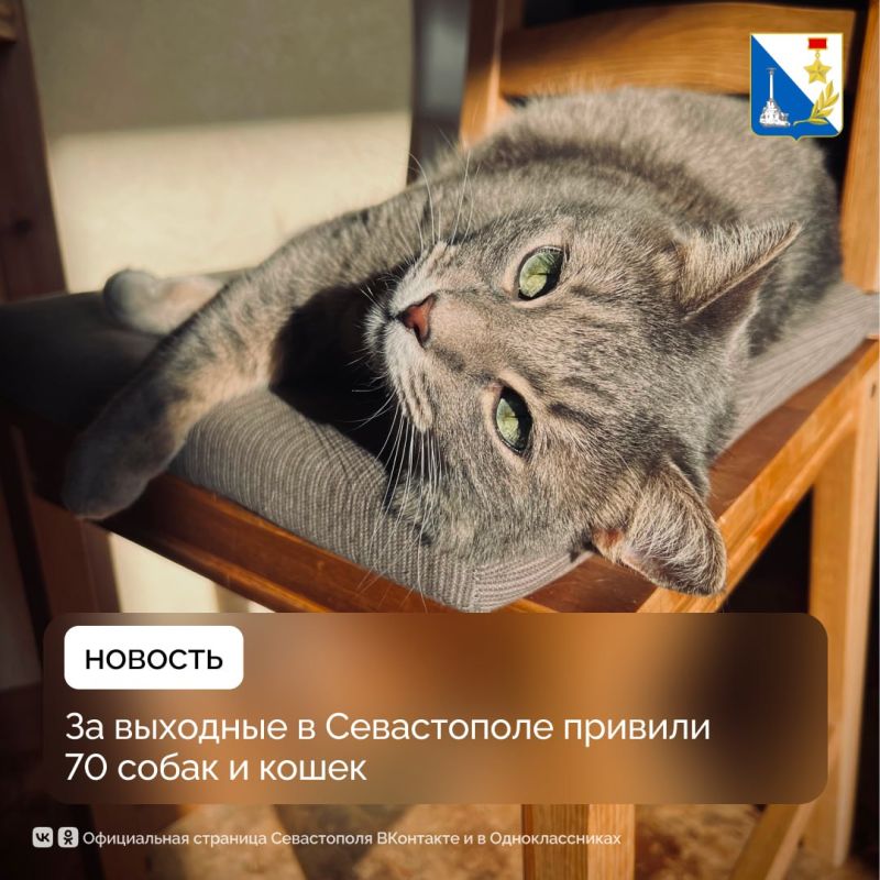 На выходных госветслужба вакцинировала 70 собак и кошек