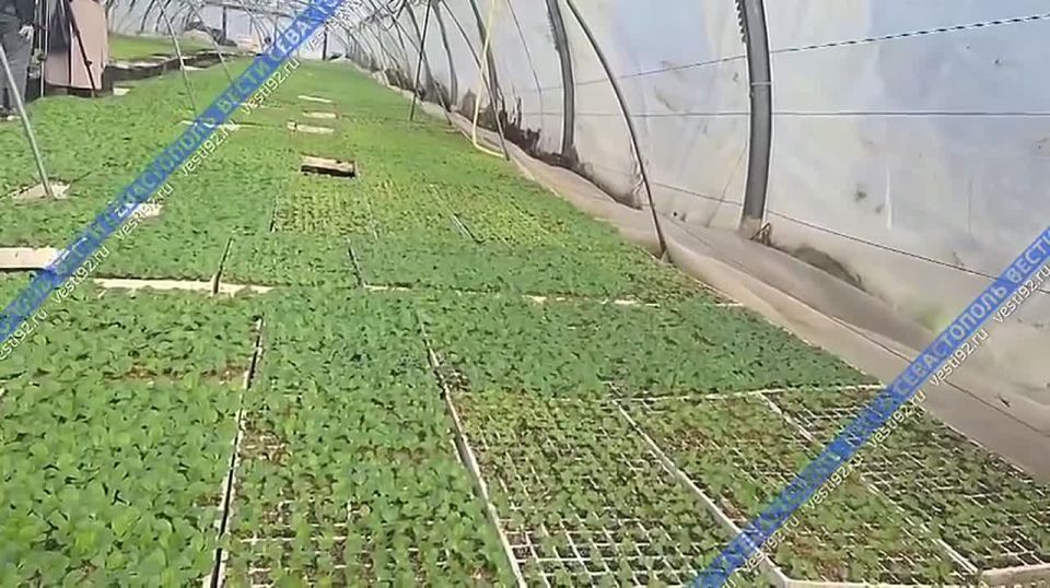 В Севастополе начались работы в тепличных хозяйствах