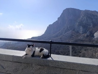 ����, ������ � �������� �������: ����������� ��������� �����