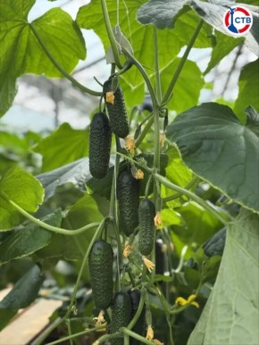 � ����������� ������ ������ ������� �� ��������� ���������