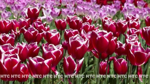 � ��������� ������������ ���� ��������� � ������ ���������