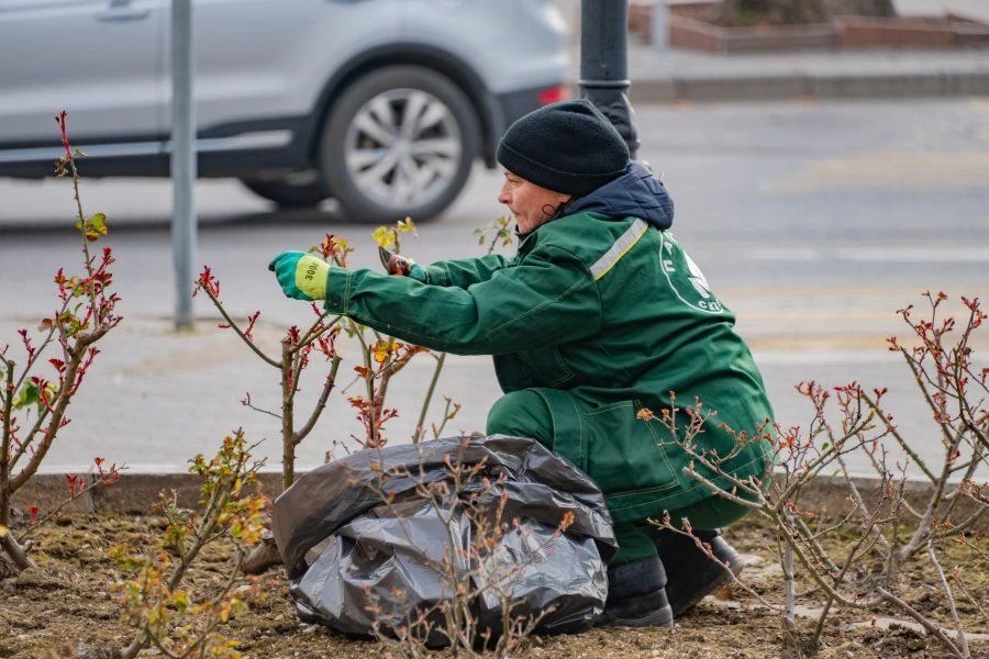 Севастопольские розарии готовят к цветению Севастопольские розарии готовят к цветению