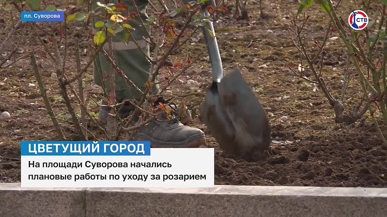На площади Суворова начали весеннюю обрезку роз