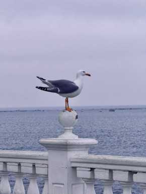 Я молчу — во взорах видно горе
