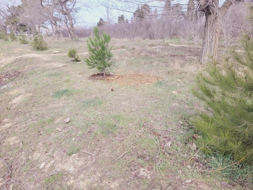 Экопросвещение. в Международный день лесов в Севастополе высадили 50 хвойных деревьев! Экопросвещение. в Международный день лесов в Севастополе высадили 50 хвойных деревьев!