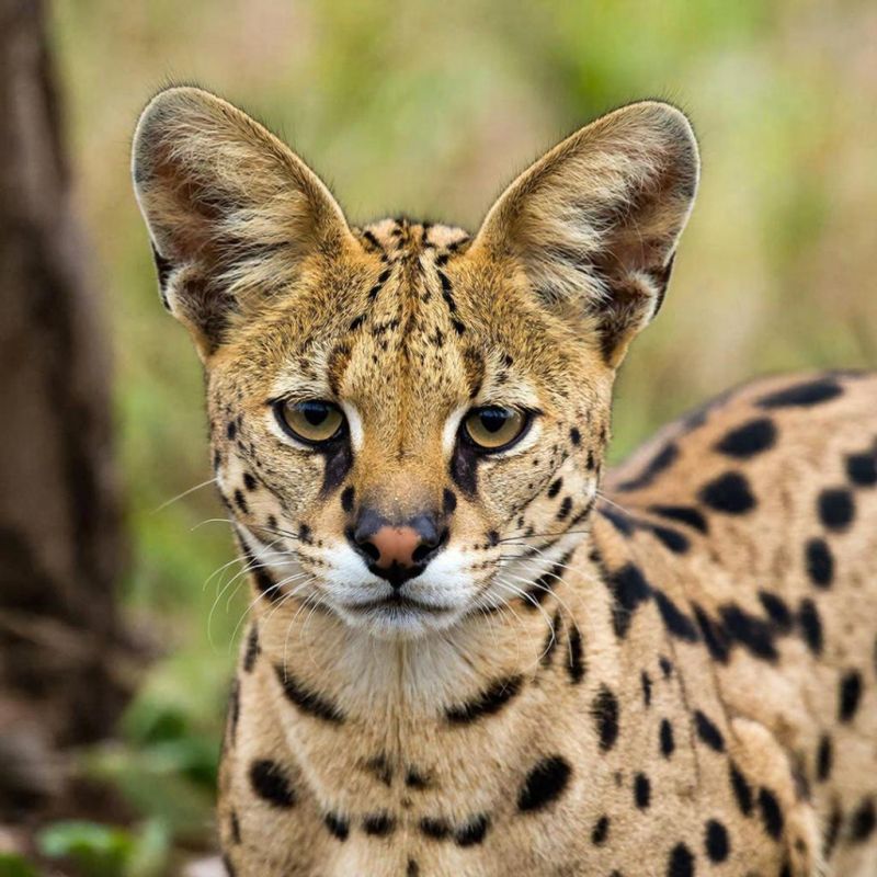 ���������� ����������� ����������� ������� � �������� ������� � �������