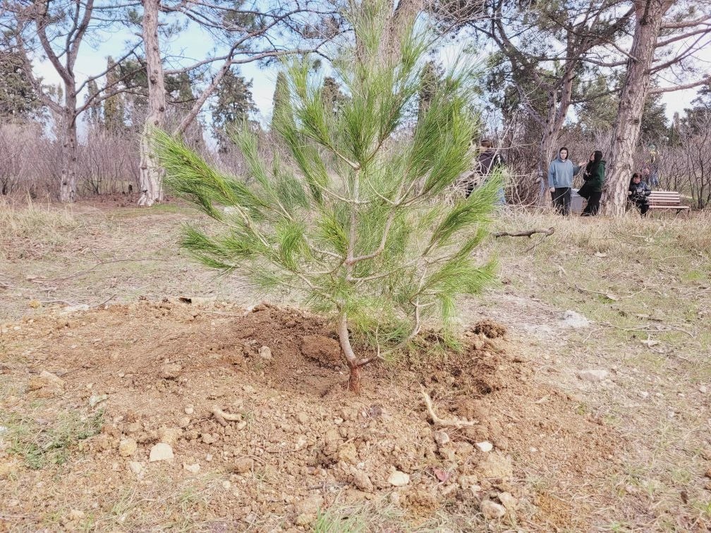 Экопросвещение. в Международный день лесов в Севастополе высадили 50 хвойных деревьев! Экопросвещение. в Международный день лесов в Севастополе высадили 50 хвойных деревьев!