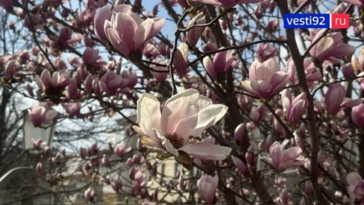 С приходом долгожданного тепла расцветает магнолия — один из символов весны в Севастополе