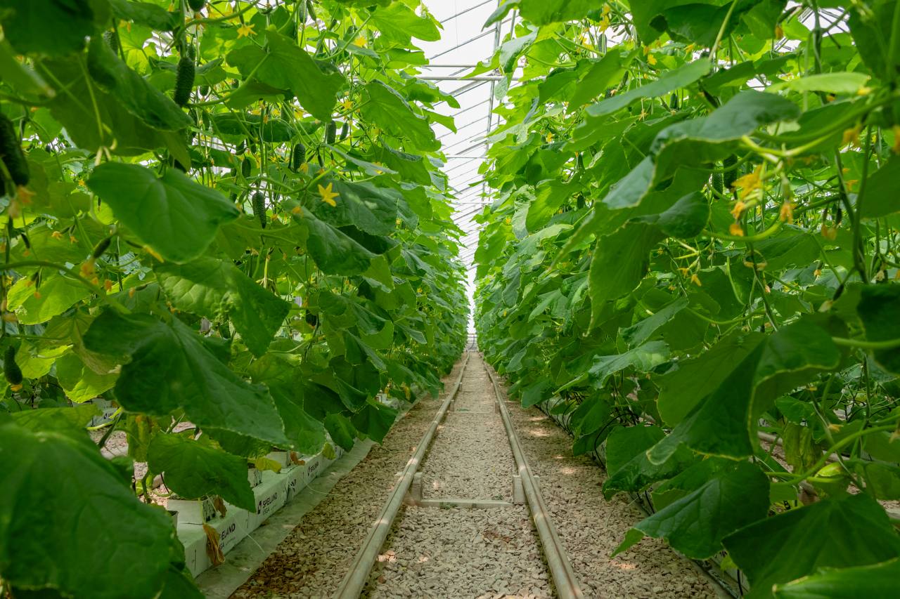 Николай Приставка: Посетил с рабочим визитом ведущий тепличный комбинат города — ООО «Севагросоюз», где стартовал сбор овощей закрытого грунта Николай Приставка: Посетил с рабочим визитом ведущий тепличный комбинат города — ООО «Севагросоюз», где стартовал сбор овощей закрытого грунта