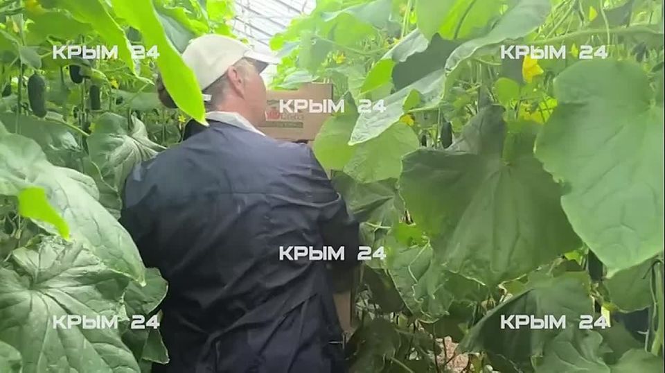 В севастопольских теплицах собрали первый урожай огурцов