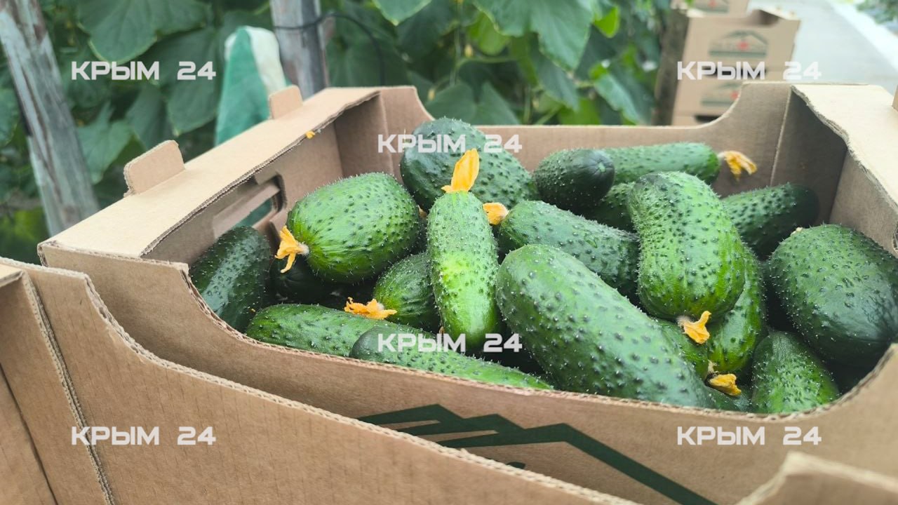 В севастопольских теплицах собрали первый урожай огурцов В севастопольских теплицах собрали первый урожай огурцов