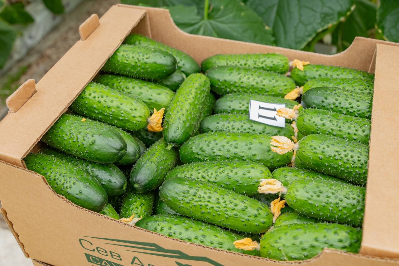 Николай Приставка: Посетил с рабочим визитом ведущий тепличный комбинат города — ООО «Севагросоюз», где стартовал сбор овощей закрытого грунта Николай Приставка: Посетил с рабочим визитом ведущий тепличный комбинат города — ООО «Севагросоюз», где стартовал сбор овощей закрытого грунта