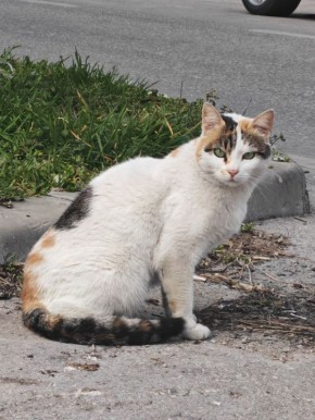 ������� ����, ������!. � ����������� ��� �������