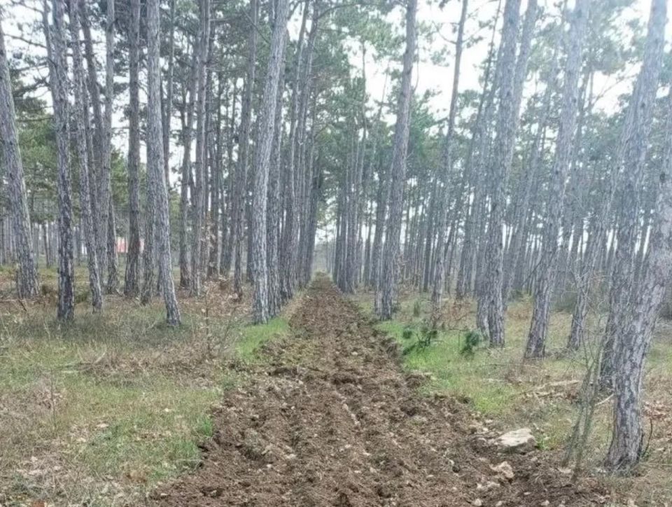 В Мекензиевском лесничестве специалисты обновляют минерализованные полосы