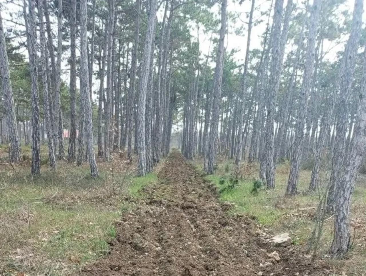 В Мекензиевском лесничестве специалисты обновляют минерализованные полосы
