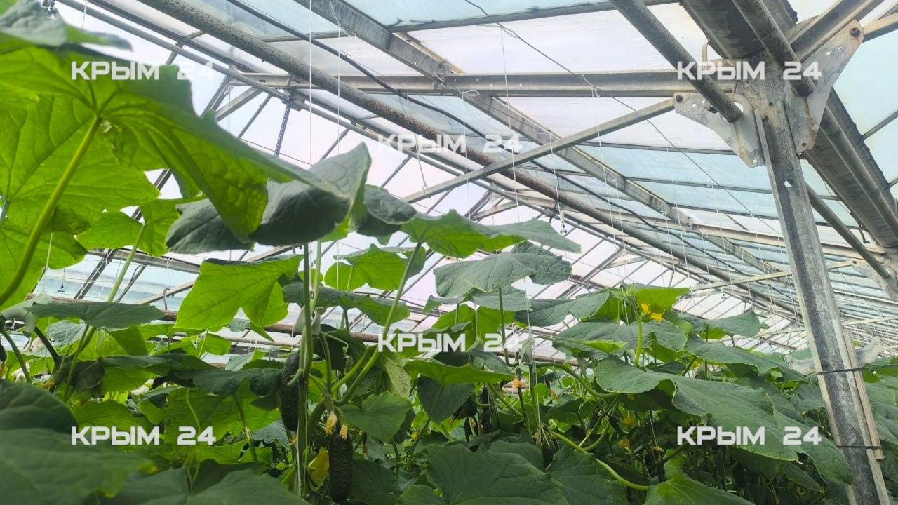 В севастопольских теплицах собрали первый урожай огурцов В севастопольских теплицах собрали первый урожай огурцов