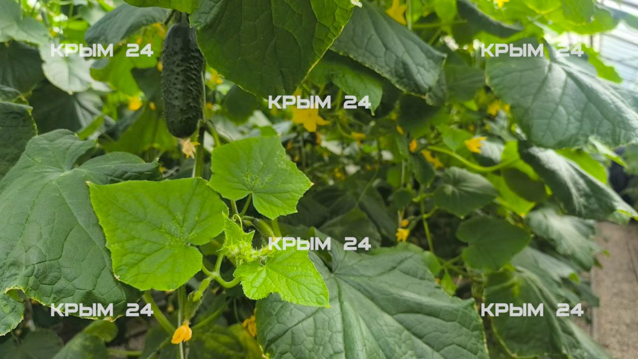 В севастопольских теплицах собрали первый урожай огурцов В севастопольских теплицах собрали первый урожай огурцов