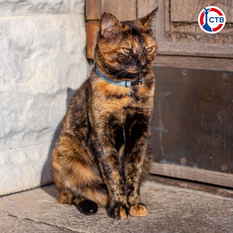 Более 100 домашних животных привили от бешенства в Севастополе за выходные