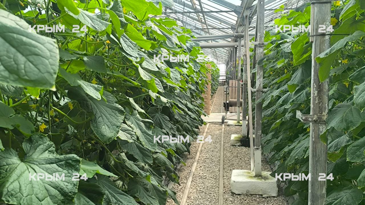 В севастопольских теплицах собрали первый урожай огурцов В севастопольских теплицах собрали первый урожай огурцов