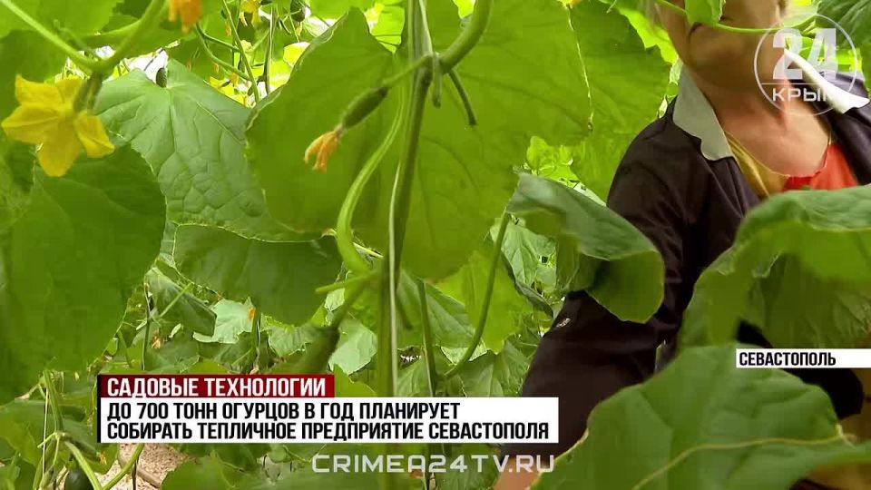 На поддержку тепличных хозяйств Севастополя в этом году выделили 10 млн рублей