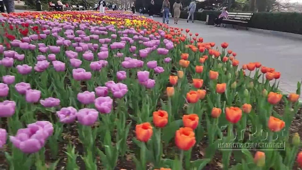 Севастополь готовится к цветущему сезону-2026