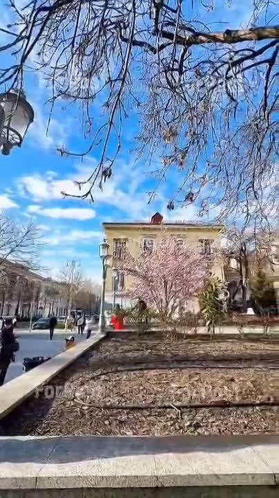 Главное дерево севастопольской весны собирает очереди