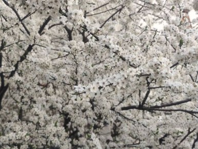 Весна — это обещание, которое природа никогда не нарушает