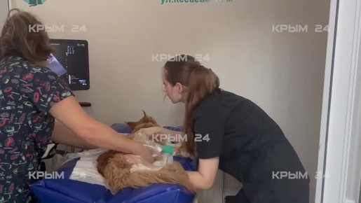 В Севастополе нашли потерявшегося при взрыве в многоэтажке кота