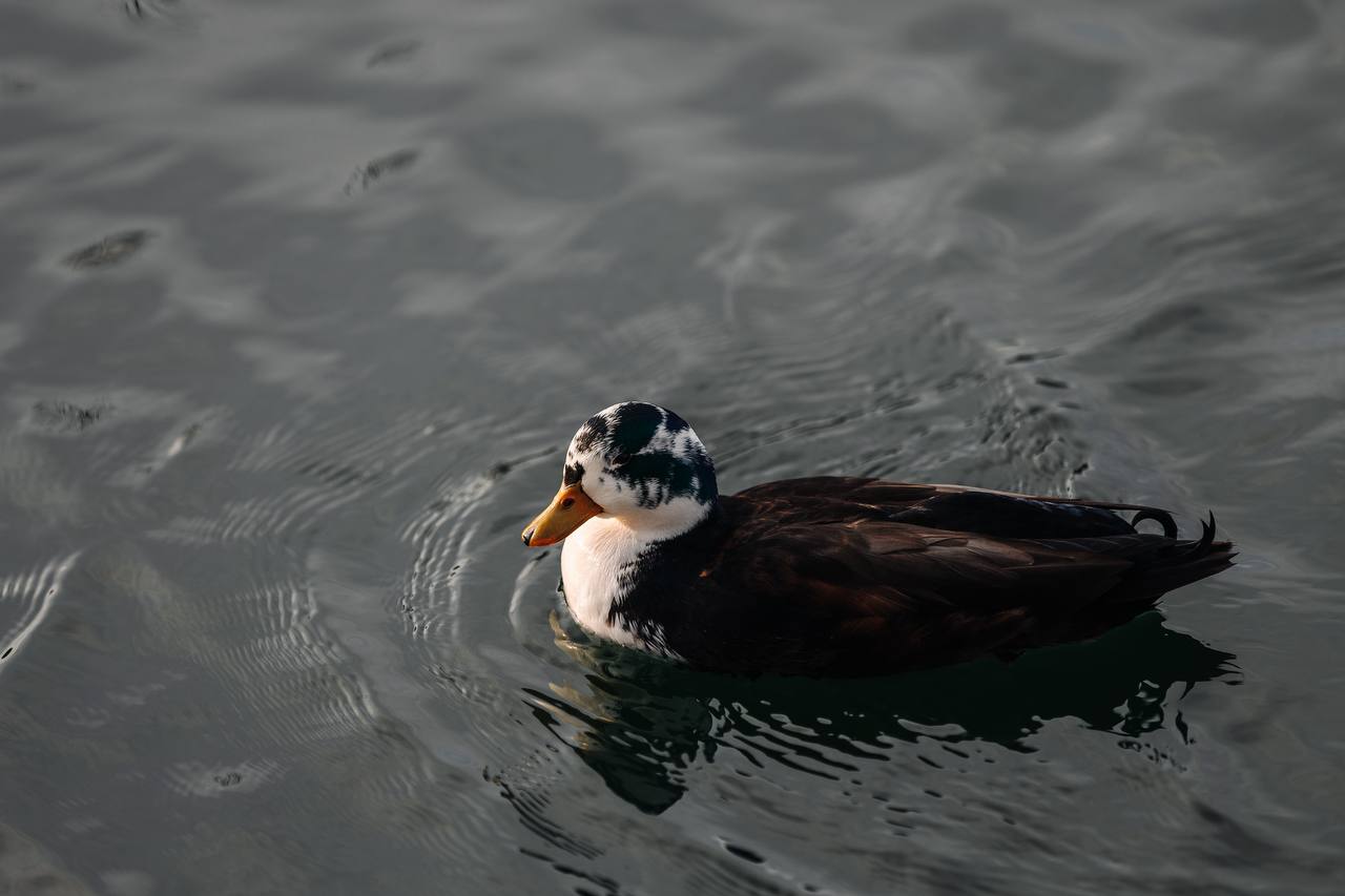 Никогда не ждите и не требуйте за любовь — любви, за смирение — похвалы, за служение — благодарности… Старайтесь остаться без земных наград, чтобы не потерять наград небесных Никогда не ждите и не требуйте за любовь — любви, за смирение — похвалы, за служение — благодарности… Старайтесь остаться без земных наград, чтобы не потерять наград небесных