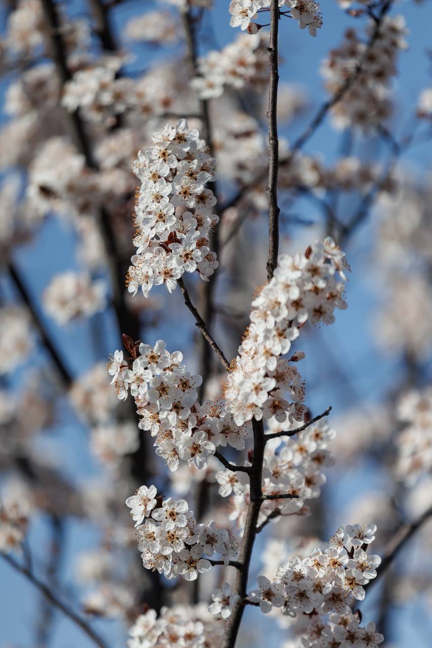 Никогда не ждите и не требуйте за любовь — любви, за смирение — похвалы, за служение — благодарности… Старайтесь остаться без земных наград, чтобы не потерять наград небесных