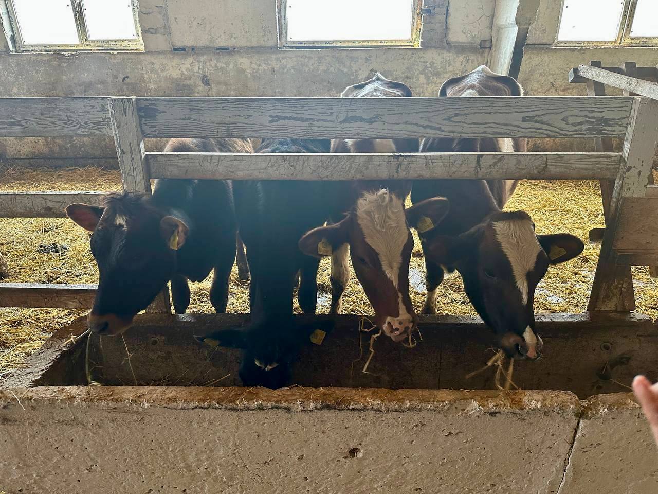 Николай Приставка: С рабочим выездом посетил Крестьянское фермерское хозяйство Петра Ивановича Семенюка в селе Фронтовое Николай Приставка: С рабочим выездом посетил Крестьянское фермерское хозяйство Петра Ивановича Семенюка в селе Фронтовое