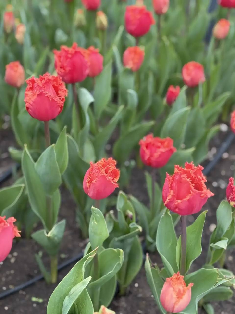 Севастопольцы, готовьте телефоны – город расцветает Севастопольцы, готовьте телефоны – город расцветает