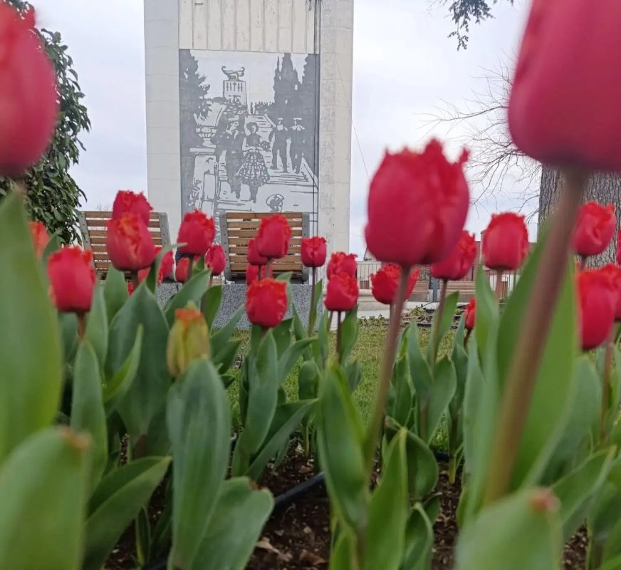 В Севастополе наступила пора тюльпанов