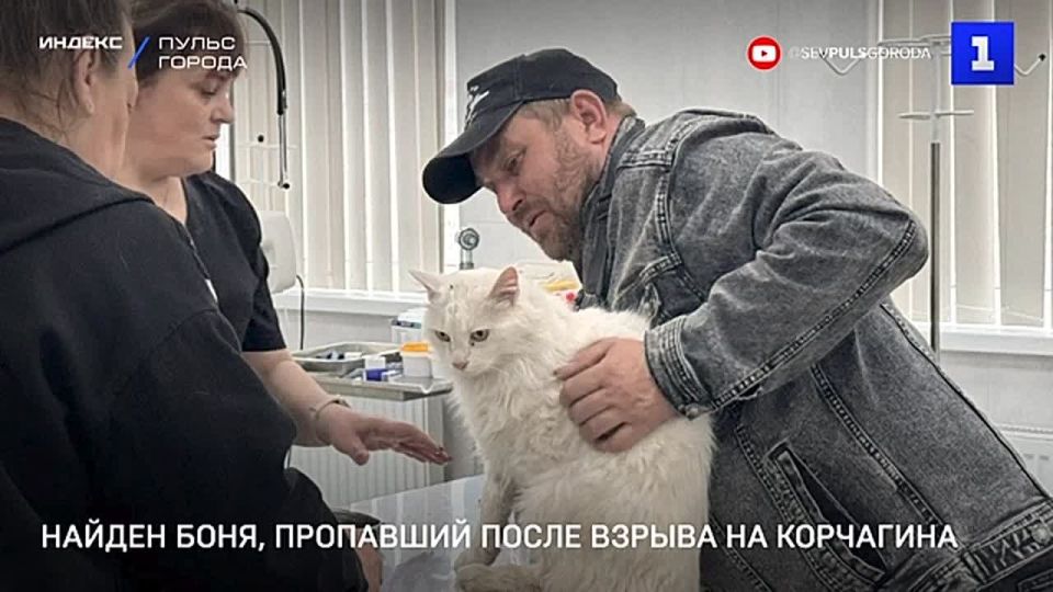 Найден кот Боня, пропавший после взрыва в доме №14 на улице Павла Корчагина в Севастополе