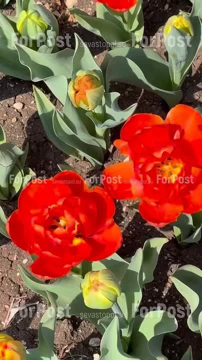 Первый весенний месяц подходит к концу, а в Севастополе начинается дождливая пора