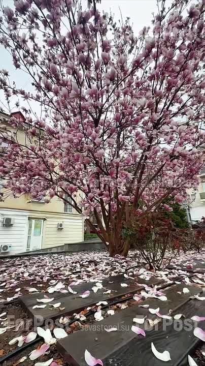 Магнолия под дождем уже опадает