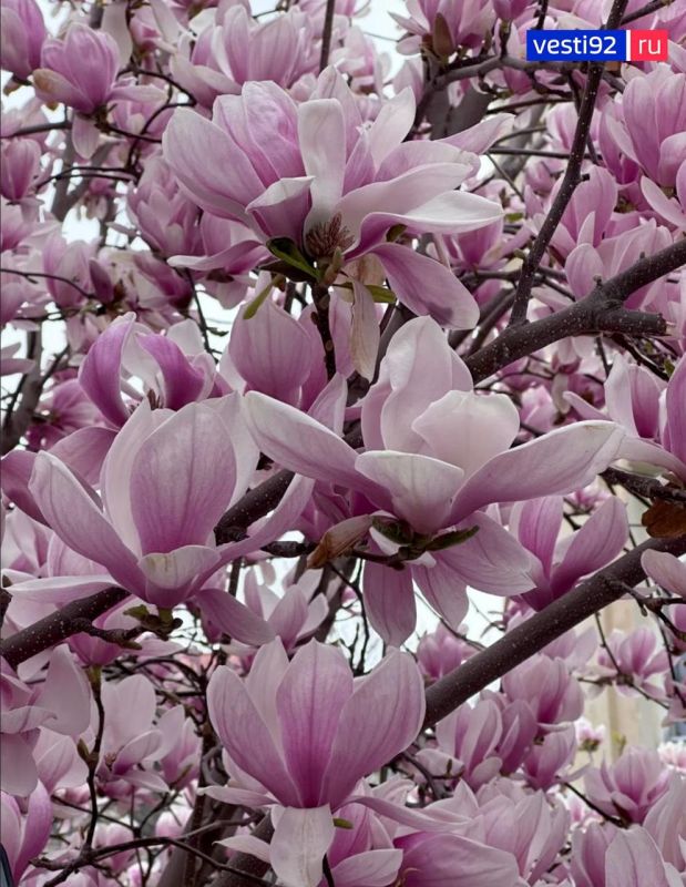 В Севастополе цветут первоцветы