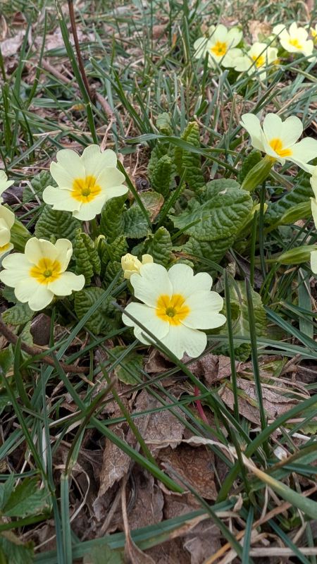 Примула: весенний первоцвет, который покоряет сердца и дарит вдохновение!