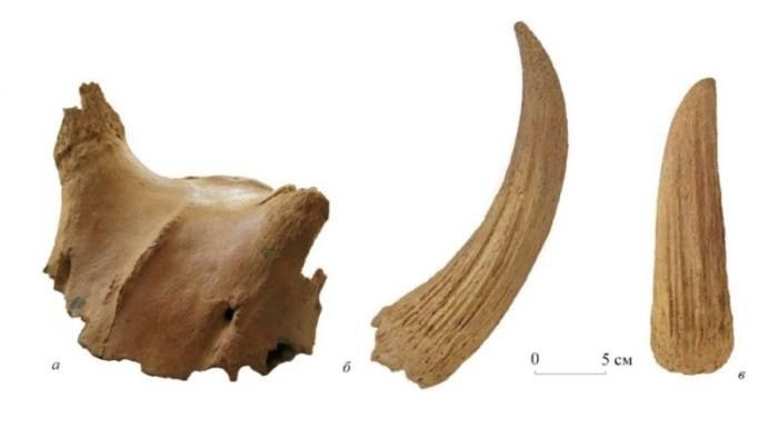 В Крыму обнаружили ранее неизвестный подвид древнего быка, обитавшего на полуострове около двух миллионов лет назад