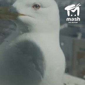 Севастопольские чайки настолько круты, что сами выбирают, где у них будет кормушка