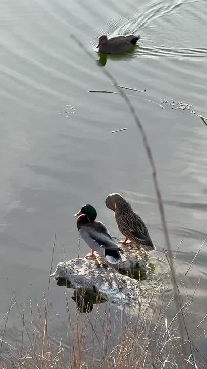 Немного умиротворения вам в ленту: утиное SPA на закате