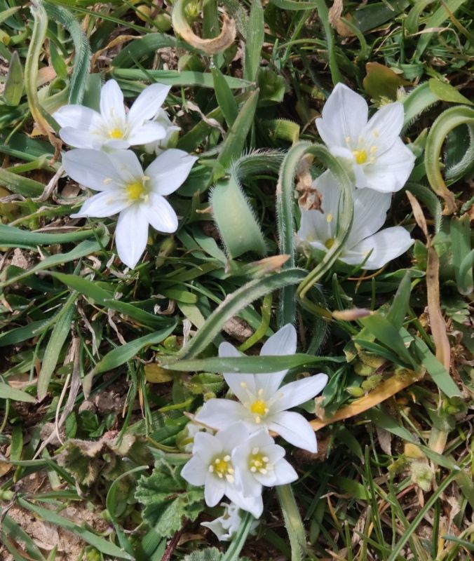 #Что за растение?. Каждый его цветок напоминает звезду, а всё соцветие — миниатюрный Млечный Путь, рассыпанный по зелёному ковру