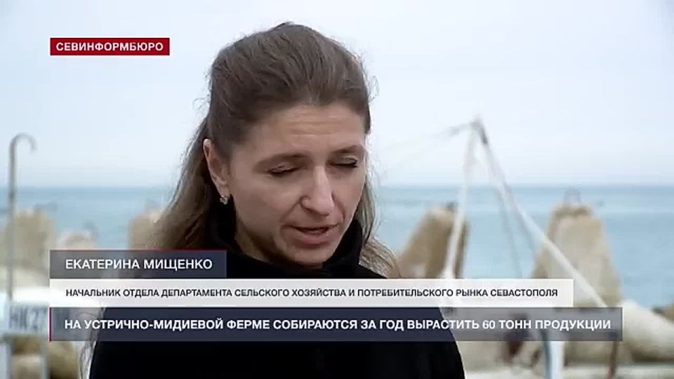 60 тонн продукции планируют вырастить за год на севастопольской устричной ферме