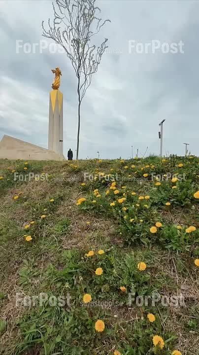 У памятника Примирения зацвели одуваничики