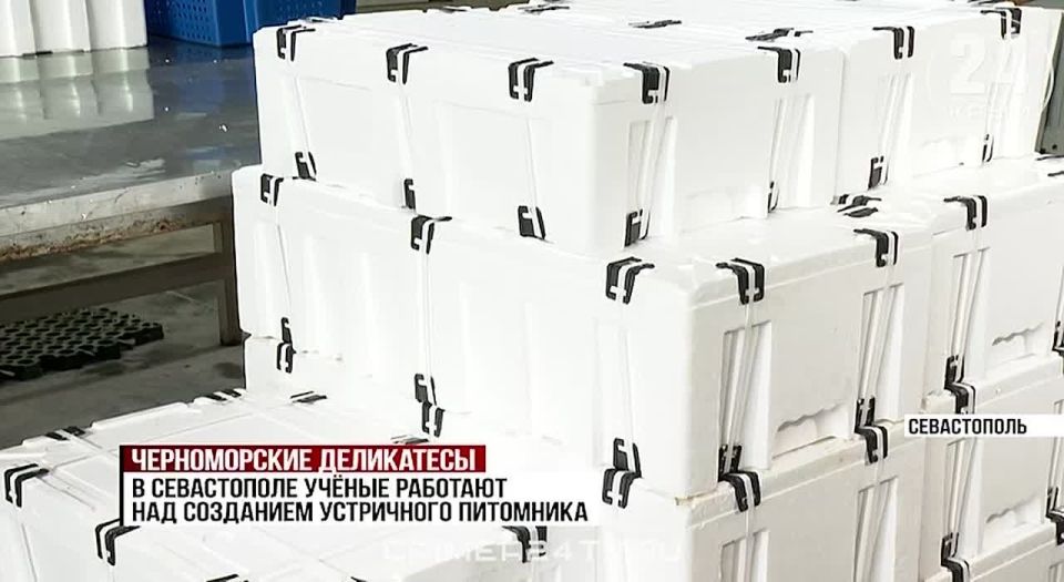 7 млн рублей выделили на развитие предприятий по искусственному выращиванию устриц в Севастополе