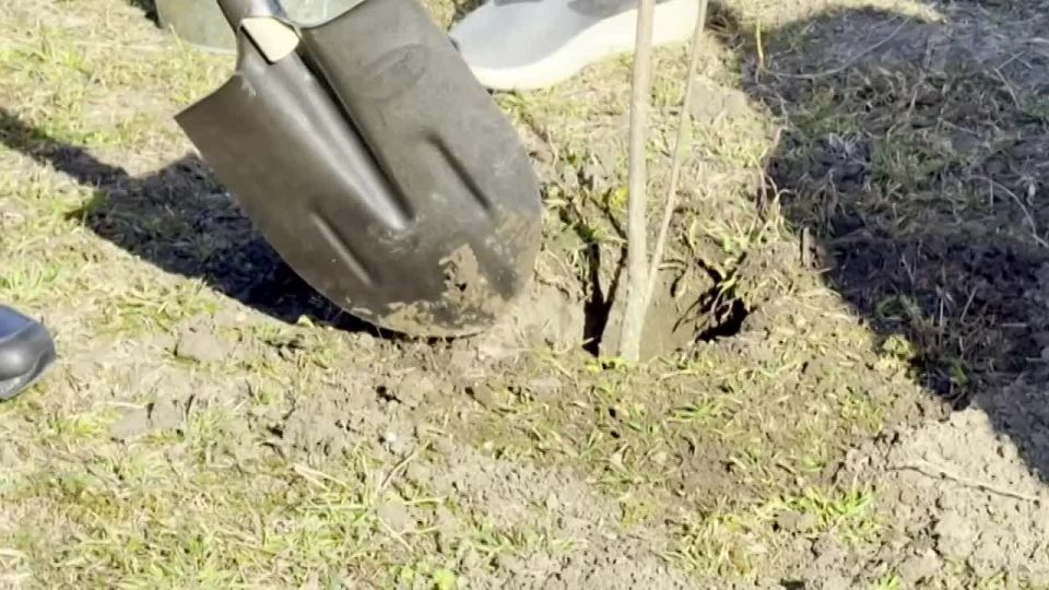 Во всех регионах России проходит акция «Сад Памяти»