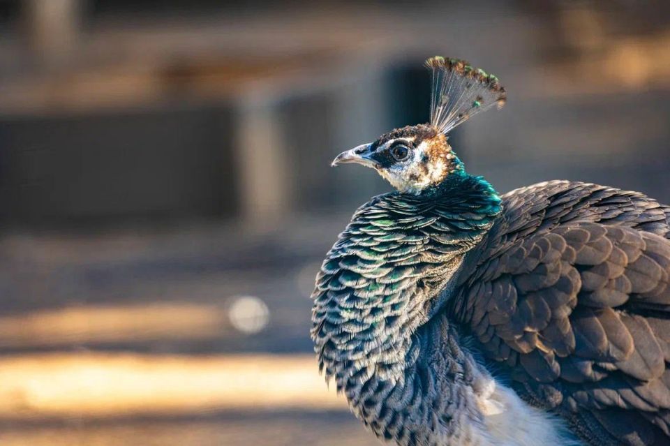Живой ковчег: где провести время среди животных