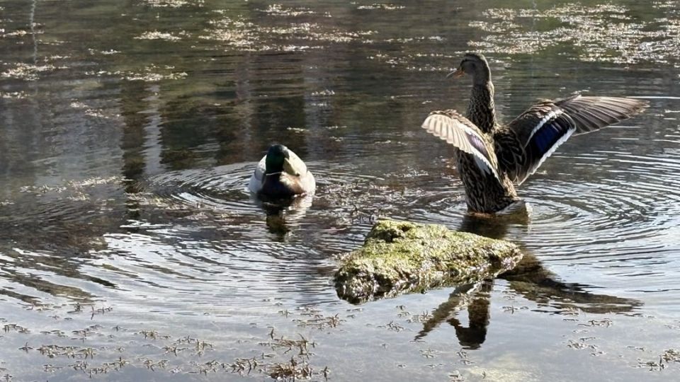 Бухтам Круглой (Омега) и Солёной орнитологи предлагают придать статус особо охраняемых природных территорий